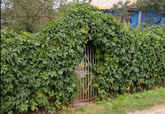 Забор из девичьего винограда