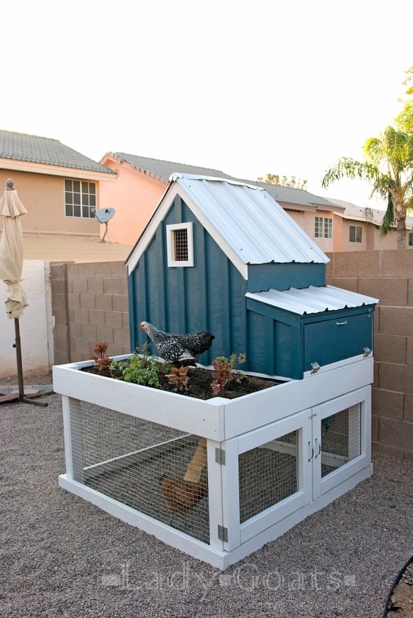 Are you getting ready to build a chicken coop? These free chicken coop plans are sure to help you out!