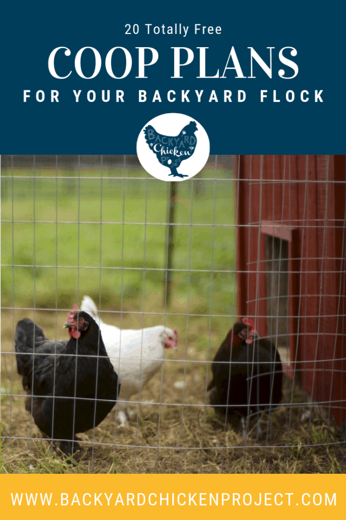 Are you getting ready to build a chicken coop? These free chicken coop plans are sure to help you out! #homesteading #homestead #backyardchickens #chickens #raisingchickens #poultry 