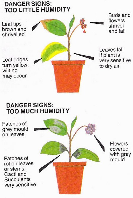 Humidity effects on plants