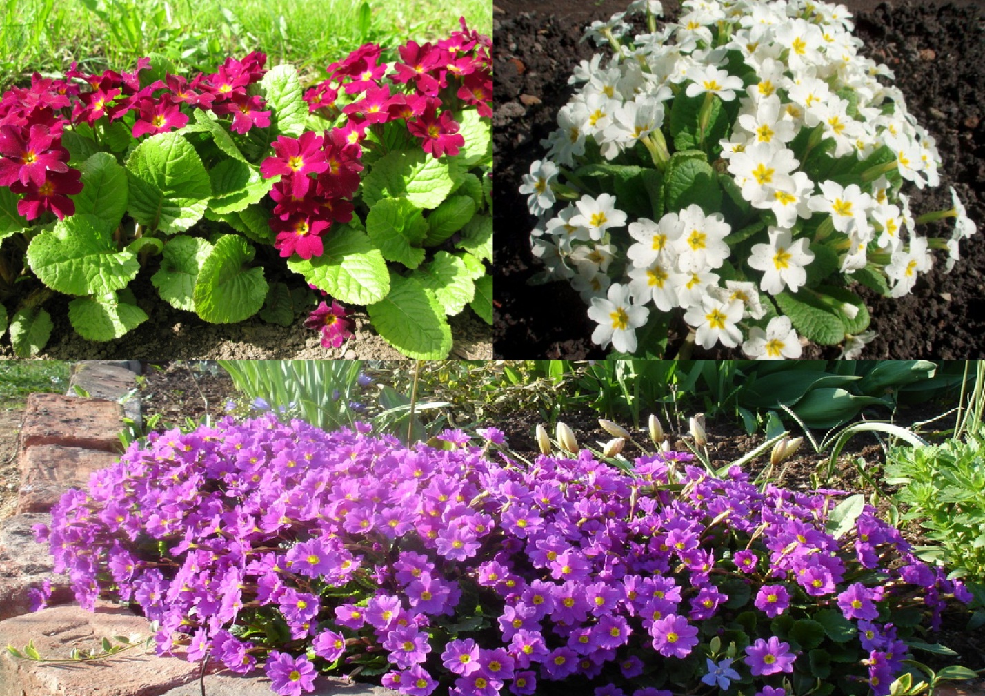 Фото садовые цветы с названиями и фото для сада многолетние