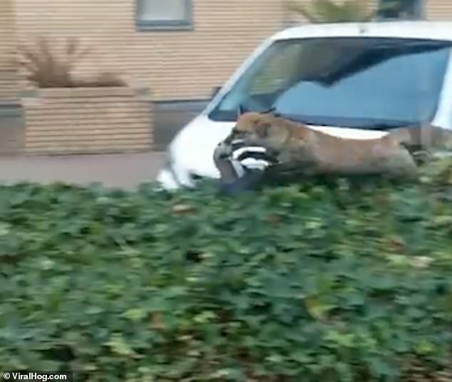 It grabbed a piece of litter and held it in its mouth as it rushed up and down the bushes