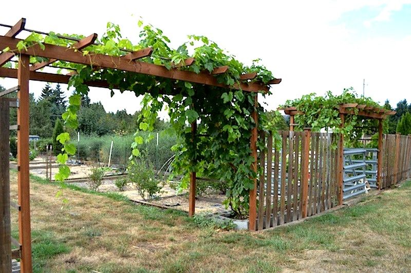 Как сделать виноградник своими руками во дворе фото