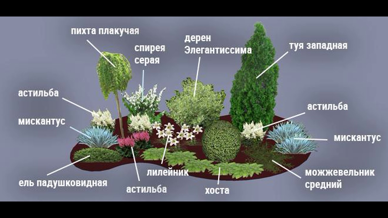 Схема посадки гортензии и туи