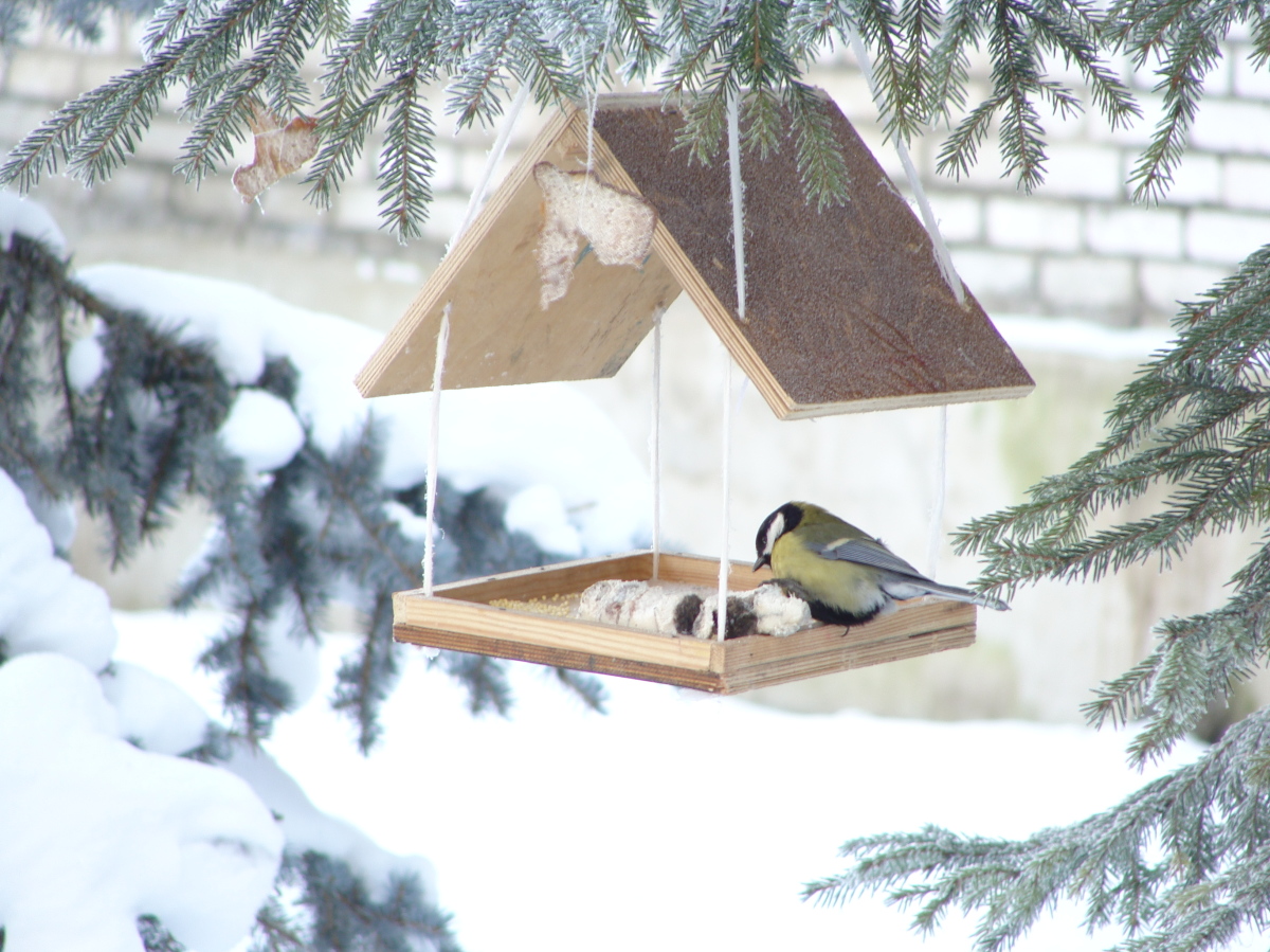 Оригинальные кормушки для птиц для зимы