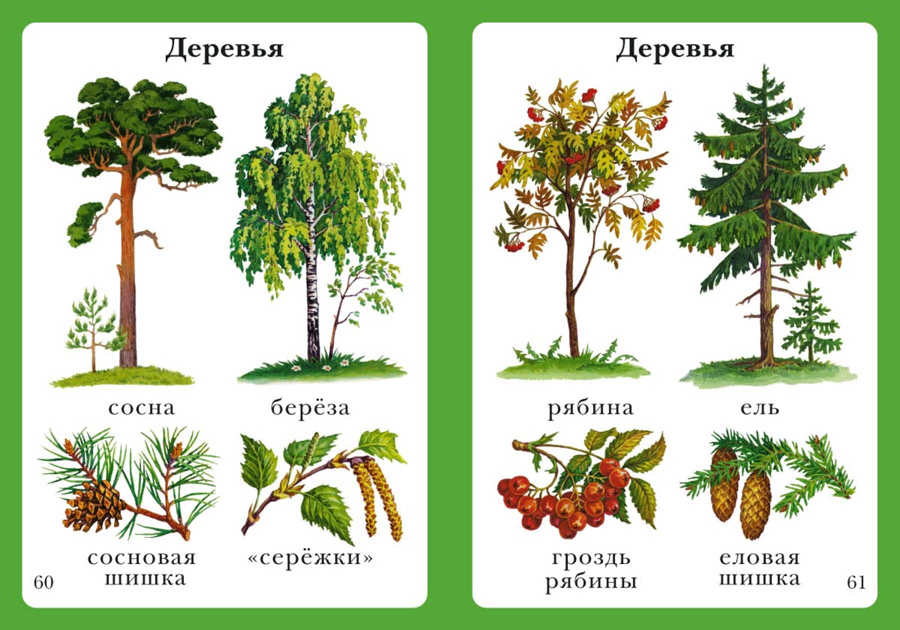 Деревья для сада фото с названиями для подмосковья