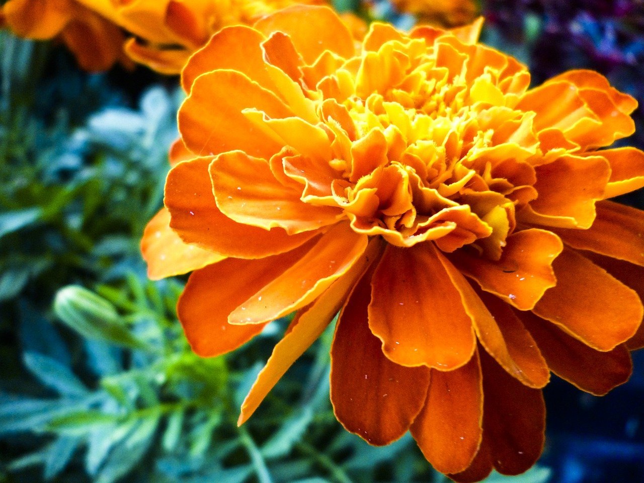Цветы оранжевого цвета названия и фото. Оранжевые цветы. Оранжевые цветы по одному.
