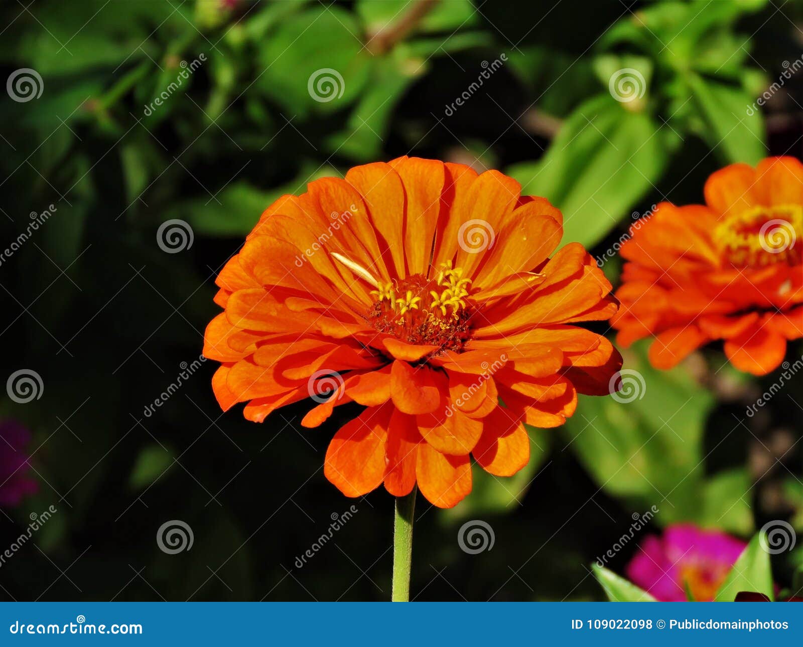 Цветы оранжевого цвета названия и фото. Оранжевый сад Игоря Степанова многолетники. Цинния Бог огня. Оранжевые цветы. Оранжевый цветок садовый.