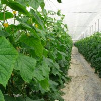 Выращивание огурцов в теплице из поликарбоната: пошаговая технология от А до Я