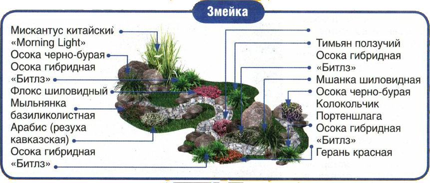 Схема посадки растений на альпийской горке с названиями