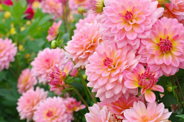 Самые красивые цветы в мире — копия_html_fdd12c3e9bb20be9.png