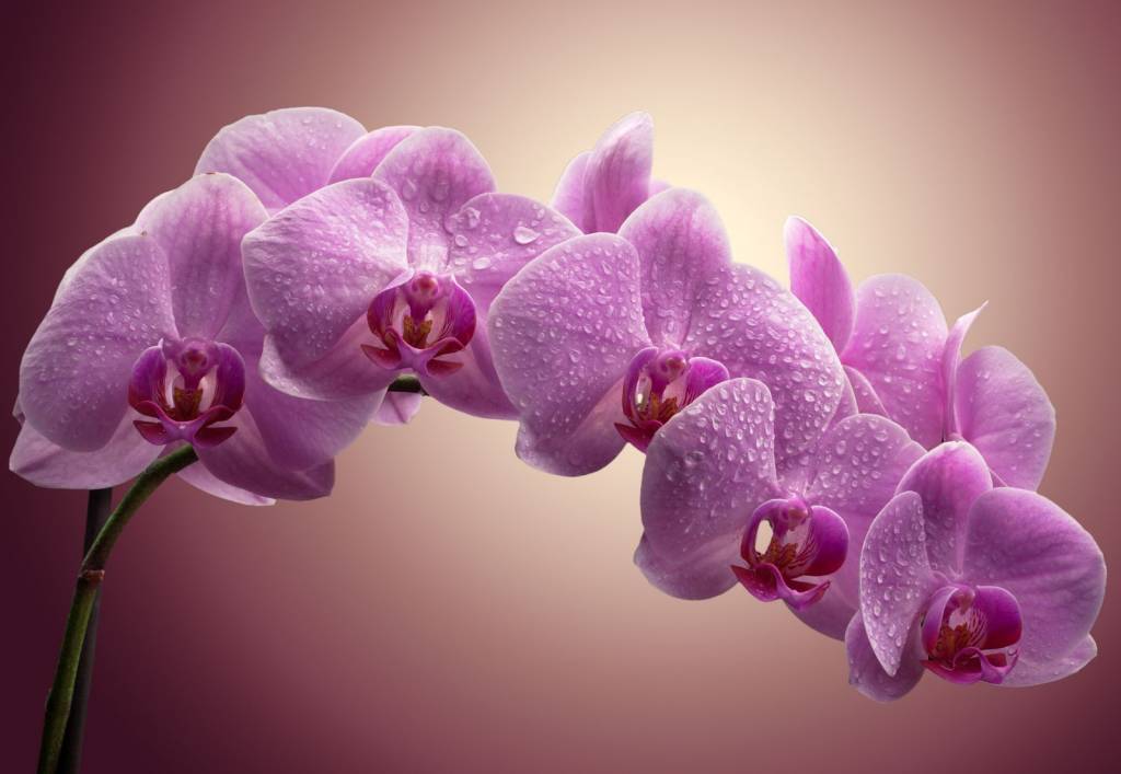 Самые красивые цветы в мире — копия_html_f44d4e986aebaec5.jpg